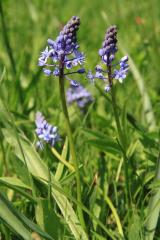 IMG_3040 travniška morska čebulica